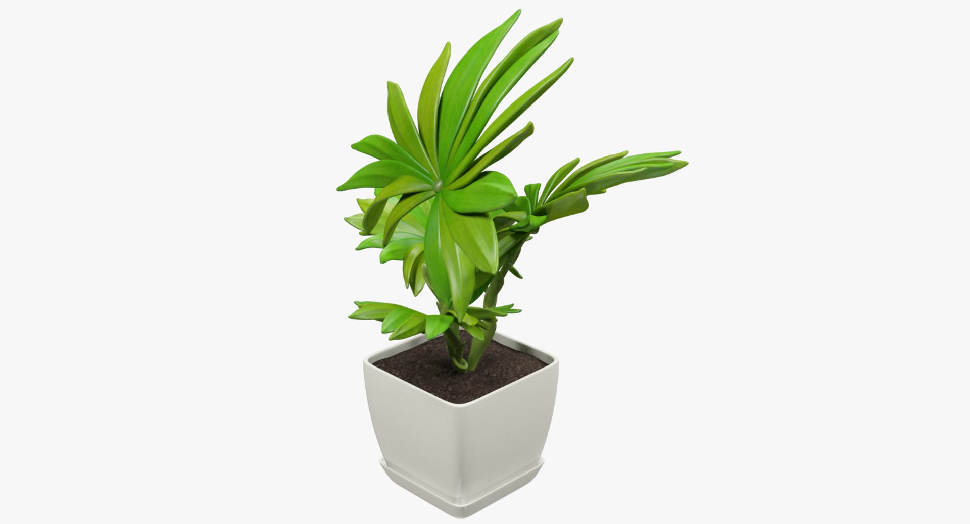 3D model indoor plants https://p.turbosquid.com/ts-thumb/vz/6ymWgl/zKh0HSR5/004_004copy/png/1530028778/1920x1080/fit_q87/916c03cda352bf2aa869aa3af828f92220173c1e/004_004copy.jpg