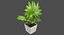 Colección de plantas de interior