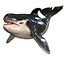 ORCA THE Killer Whale FISH 3D model