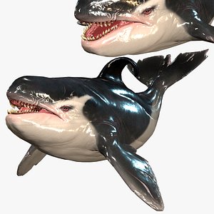 ORCA THE Killer Whale FISH 3D model