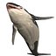 ORCA THE Killer Whale FISH 3D model
