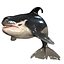 ORCA THE Killer Whale FISH 3D model