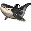 ORCA THE Killer Whale FISH 3D model