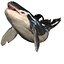 ORCA THE Killer Whale FISH 3D model