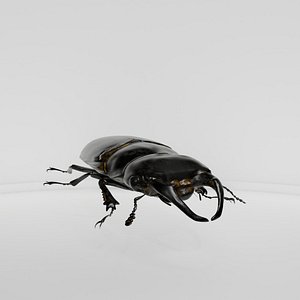 Realistic Stag Beetle 3D model