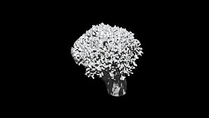 3D broccoli  cut 3D CT scan model 5 model