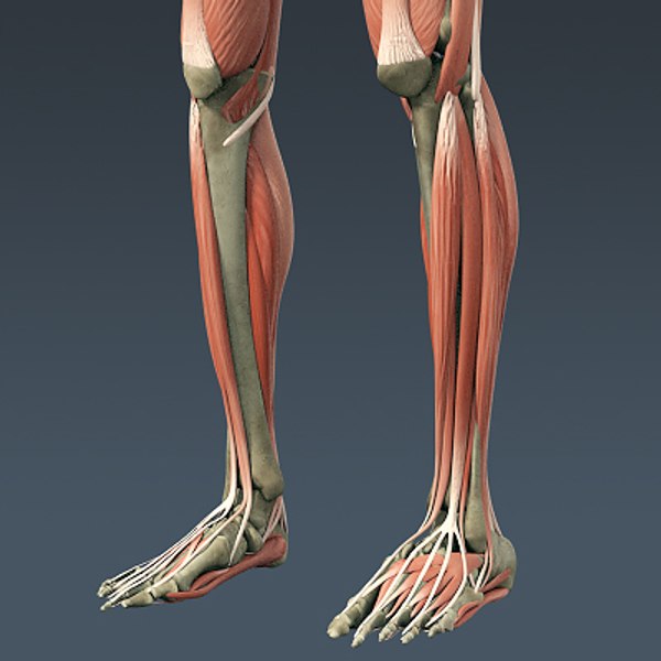 anatomically human male body 3d model