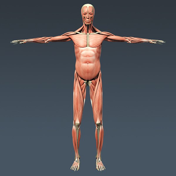 anatomically human male body 3d model