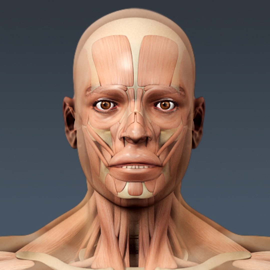 anatomically human male body 3d model anatomically human male body 3d model