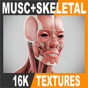 anatomically human male body 3d model
