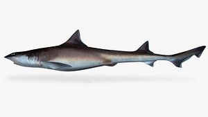 3D whitemargin smoothhound shark