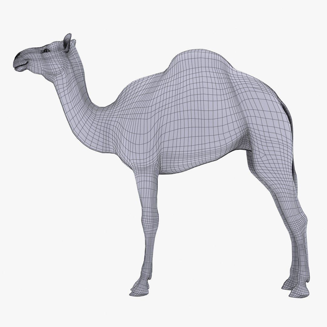 camel untextured 3d model https://p.turbosquid.com/ts-thumb/vz/pforgC/Z6L6kmNC/x/jpg/1376342501/1920x1080/fit_q87/62dde0a083782ea75c4e34d84646c45b56efc2aa/x.jpg