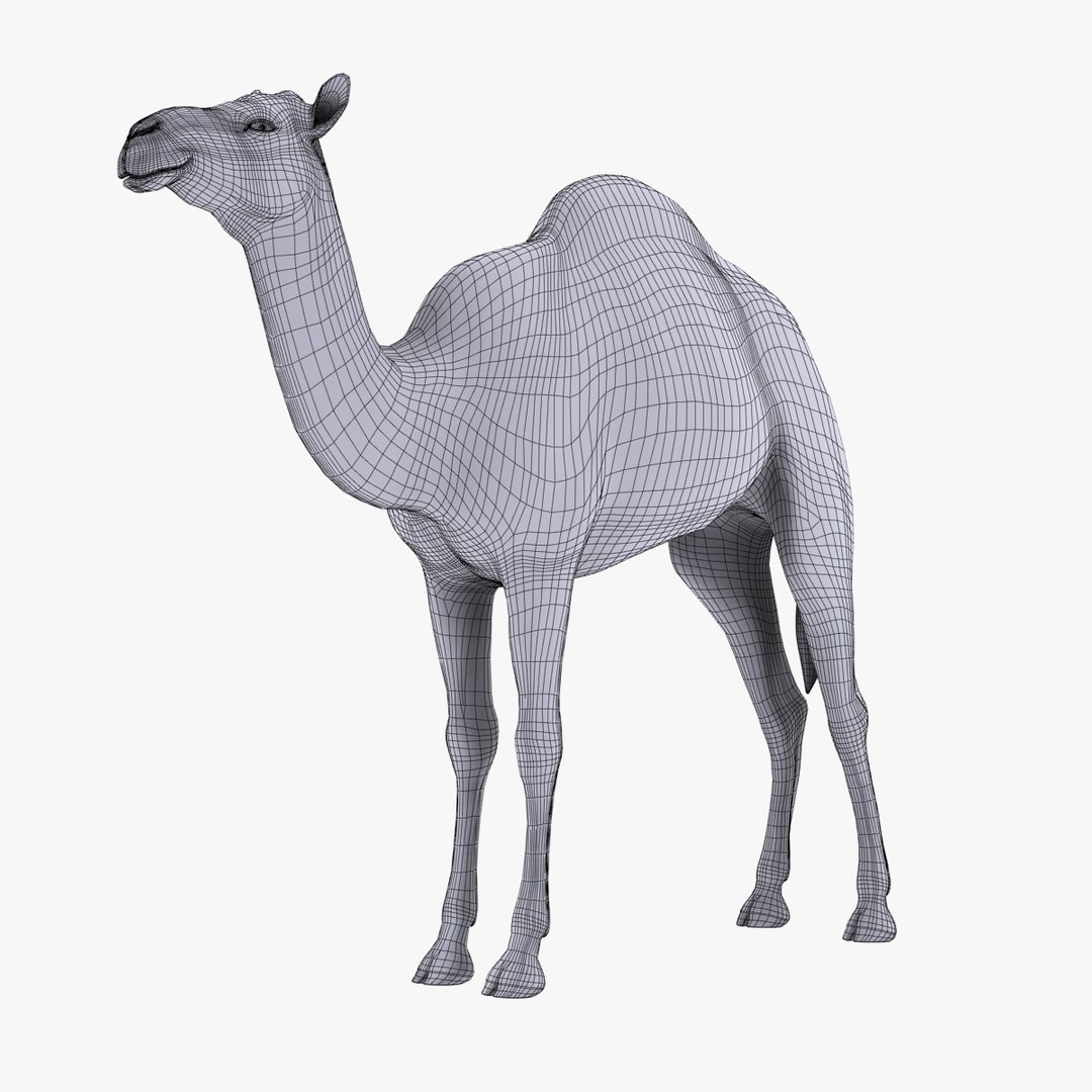 camel untextured 3d model https://p.turbosquid.com/ts-thumb/vz/pforgC/gcsuATDM/xx/jpg/1376342501/1920x1080/fit_q87/f16ce41f4642d8f554f7085d7a93a0f786d62e79/xx.jpg