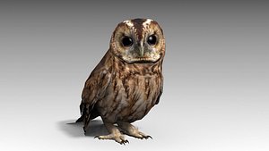Tawny Owl