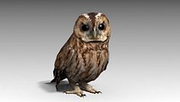 Tawny Owl