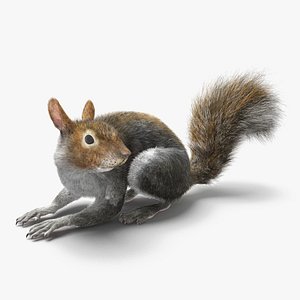 Gray Squirrel Fur Rigged