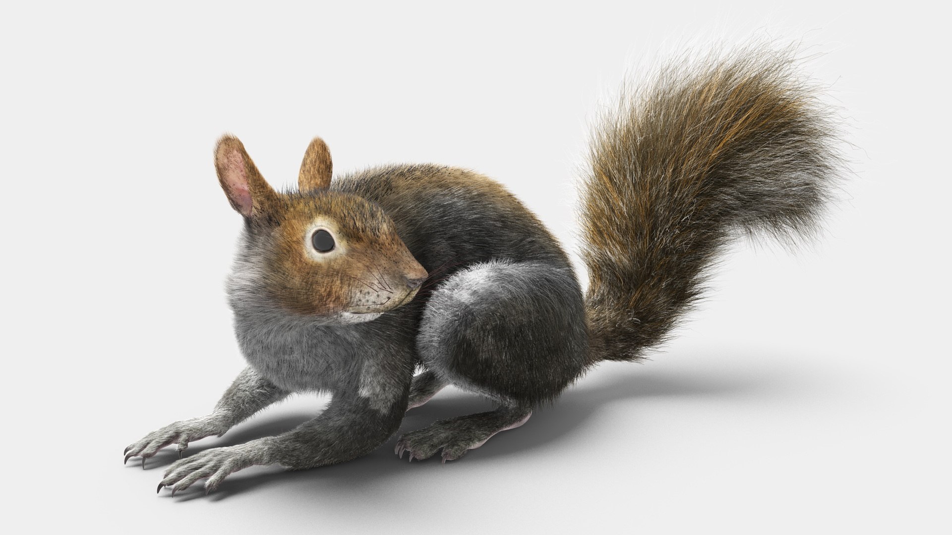 Gray Squirrel Fur Rigged 3D model preview