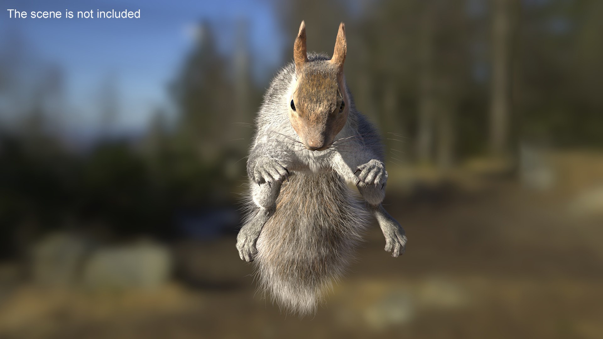 3D Model Gray Squirrel Fur Rigged - TurboSquid 2258233
