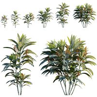 Chamaedorea metallica - Metallic Palm