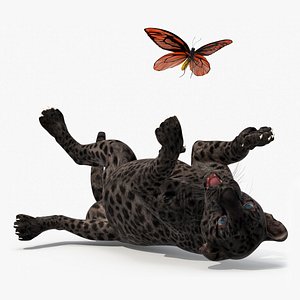 Playful Black Leopard Cub with Butterfly