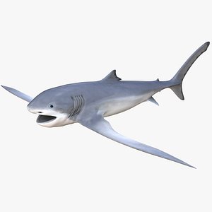 Eagle Shark Aquilolamna milarcae