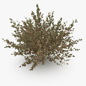 common physocarpus opolifolius 3ds