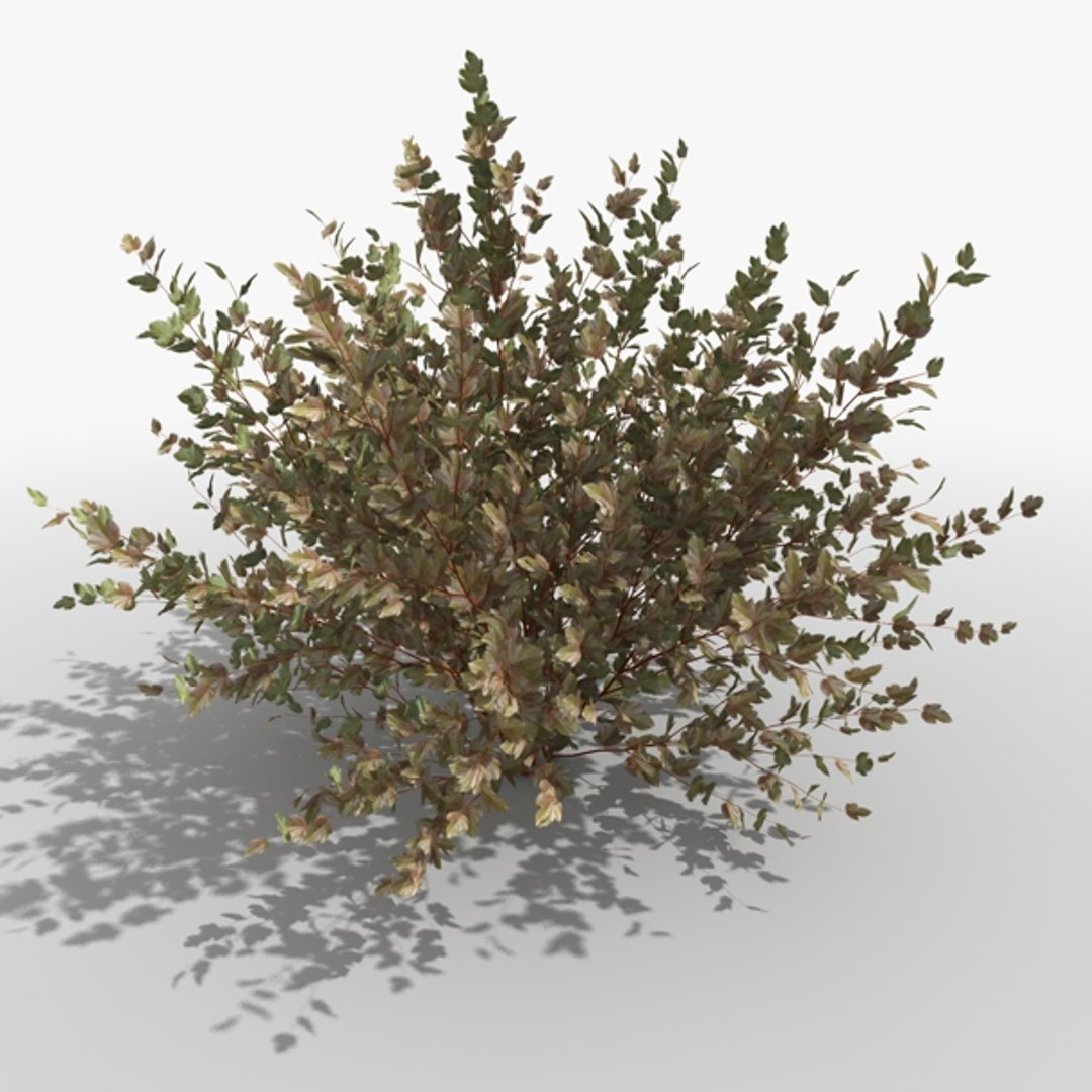 common physocarpus opolifolius 3ds https://p.turbosquid.com/ts-thumb/w0/JfgBhx/pL9ajZ4J/physocarpus_opolifolius_002/jpg/1355409512/1920x1080/fit_q87/b921bb72d27922a5f5c2fbc8b2f9e2b86afa863c/physocarpus_opolifolius_002.jpg
