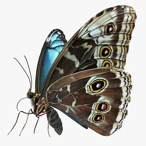 3D peleides blue morpho butterfly