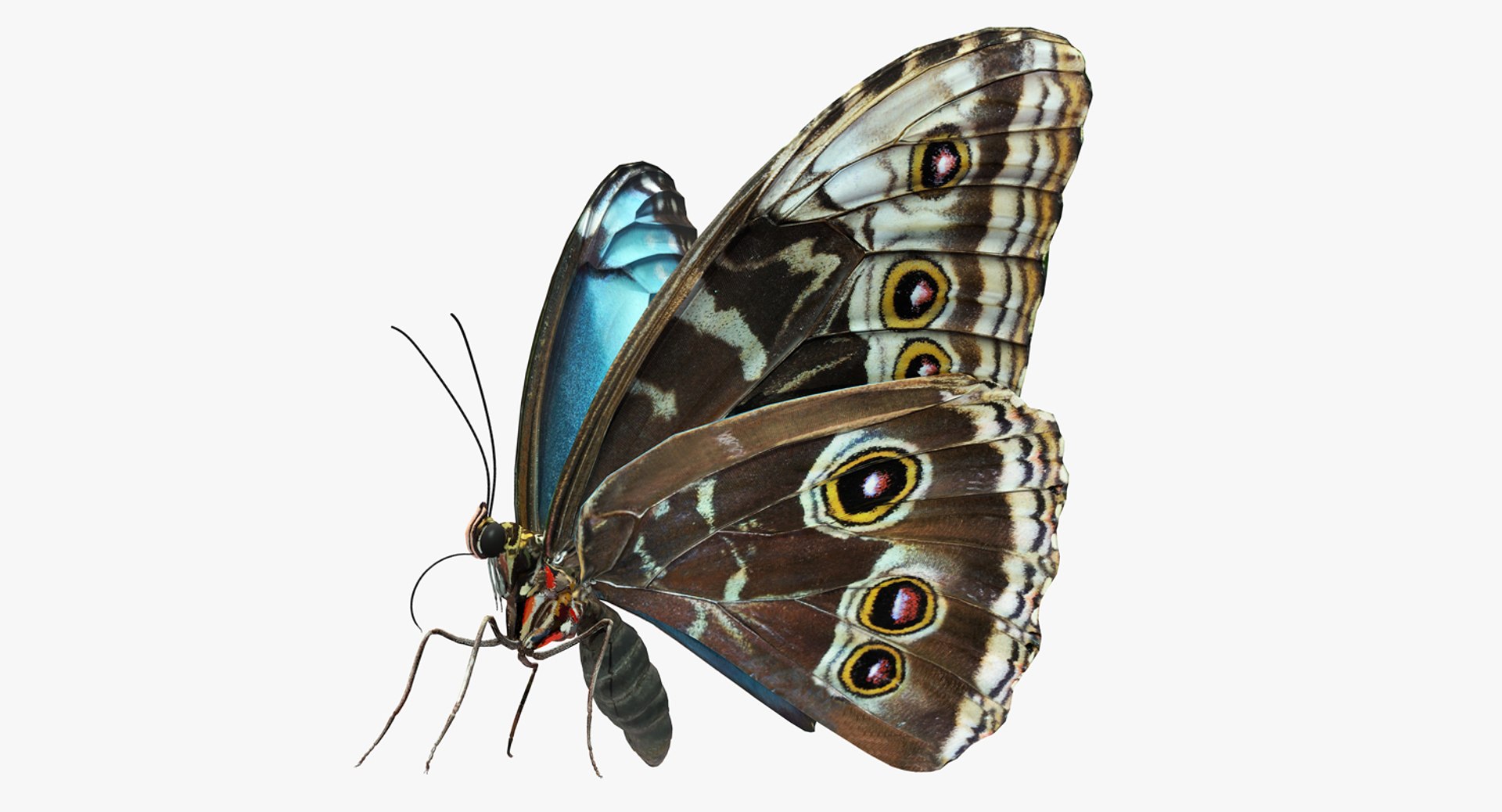 Peleides Blue Morpho Butterfly 3D model preview