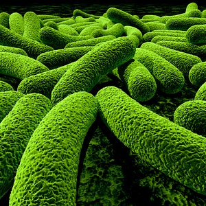 Bacteria