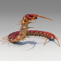 Centipede