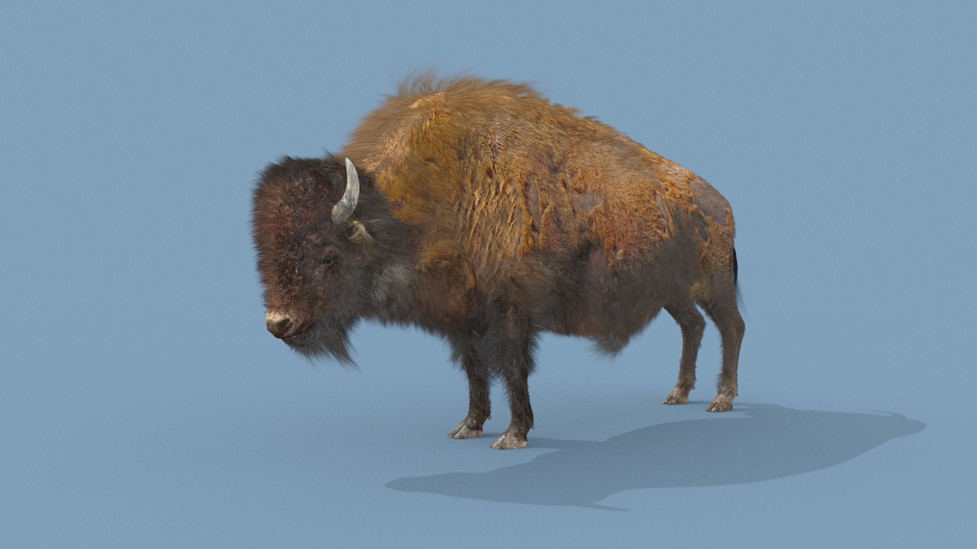 Pro Bison 8K - 3d Animated Model - TurboSquid 2339588