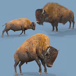 Pro Bison 8K - 3d animated model