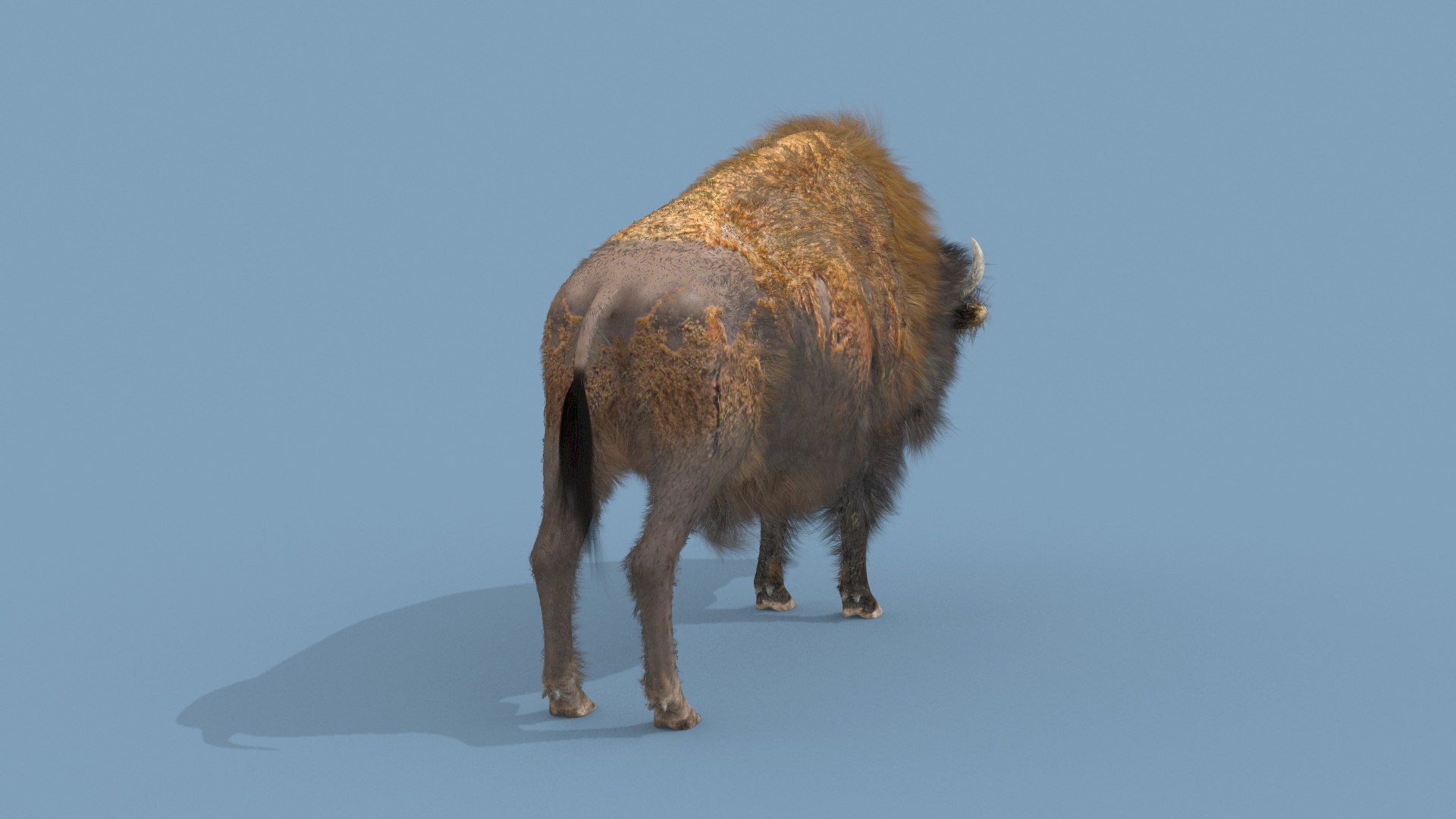 Pro Bison 8K - 3d Animated Model - TurboSquid 2339588