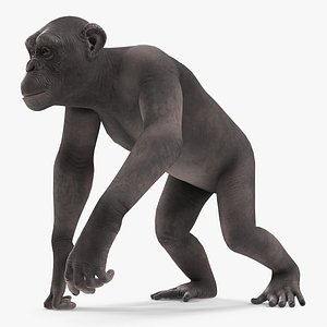 3D walking dark chimpanzee model