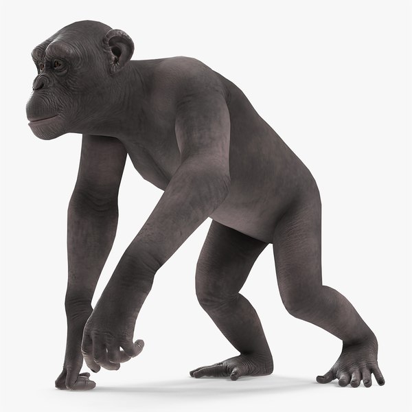 walkingdarkchimpanzeemb3dmodel000