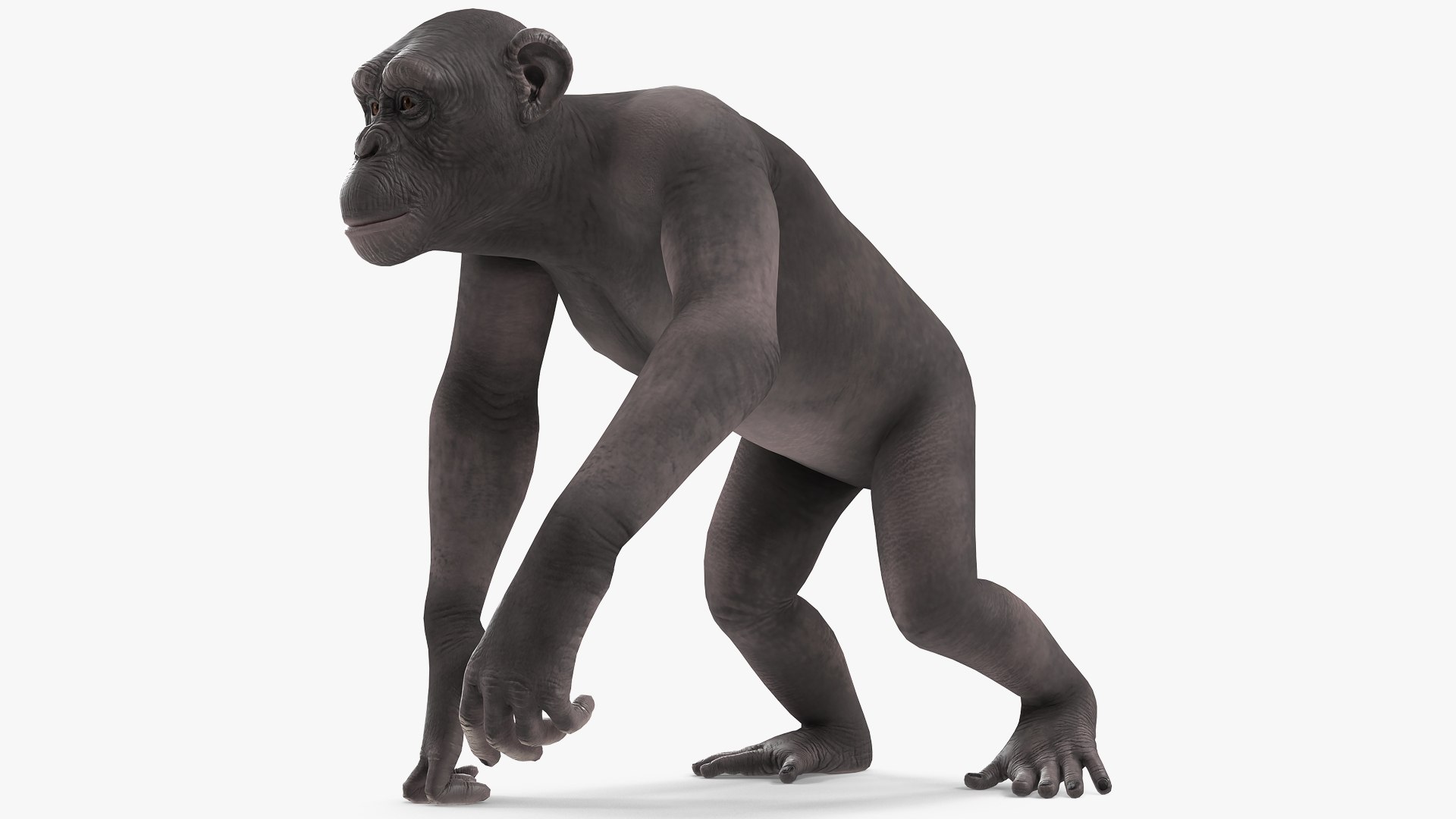 Walking Dark Chimpanzee 3D model preview