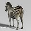 zebra adult fur 3d x