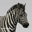 zebra adult fur 3d x