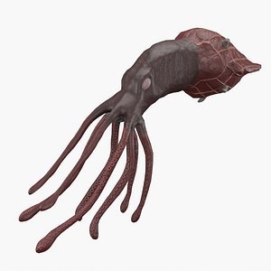 Squid RIGGED model