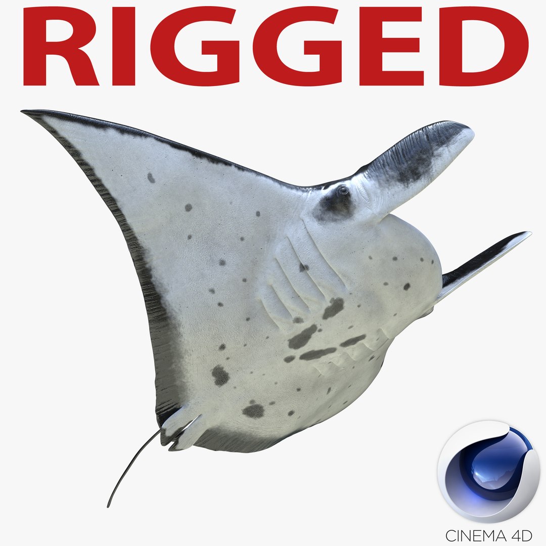 Manta Ray Rigged for Cinema 4D 3D model preview
