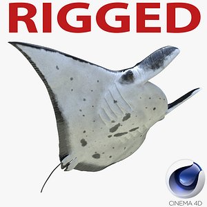 Manta Ray Rigged for Cinema 4D