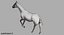 Cheval Noir (Rigged)