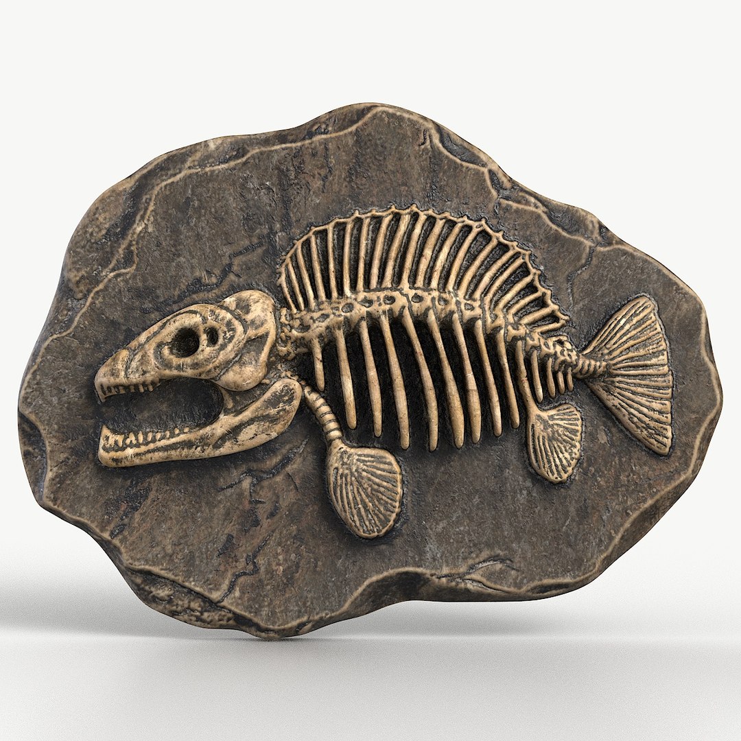 0_prehistoricfishskeletonfossi