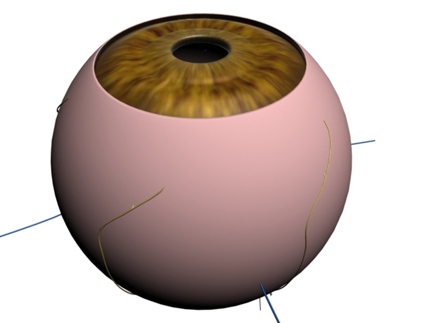 ma accurate eye https://p.turbosquid.com/ts-thumb/w1/NpWlli/BmMDpaSY/withoutvessels/jpg/1180964802/1920x1080/fit_q87/59b456b1f54af30d33b50ce2d733ac1fcbe06b6b/withoutvessels.jpg