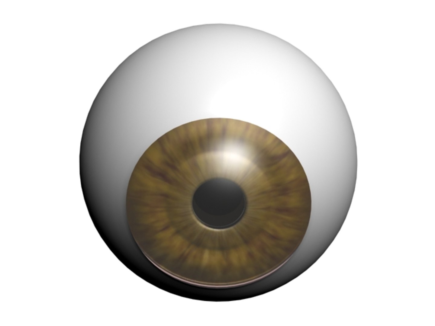 ma accurate eye https://p.turbosquid.com/ts-thumb/w1/NpWlli/ODuiBMgX/withoutmuscles/jpg/1180964797/1920x1080/fit_q87/dc75e30bf1435b93a7ff0c24fe5d16a0159bacd0/withoutmuscles.jpg