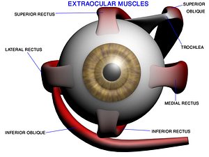 ma accurate eye