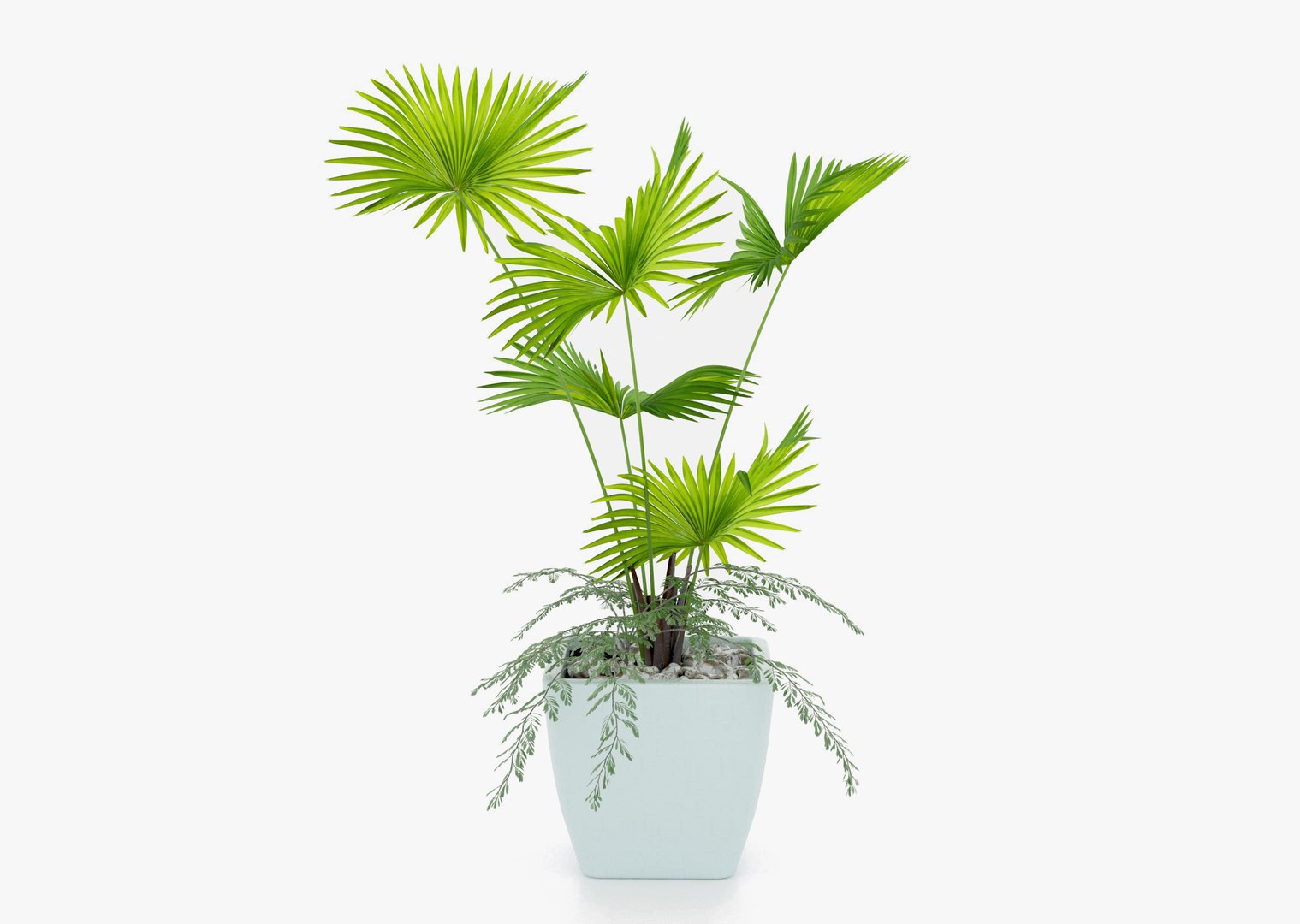 Indoor palm plant 3D https://p.turbosquid.com/ts-thumb/w1/RErjHV/0h/01searchimage/jpg/1619528077/1920x1080/fit_q87/063bcd3ed090260d54e1ed1b1ef3db63f9f6a100/01searchimage.jpg