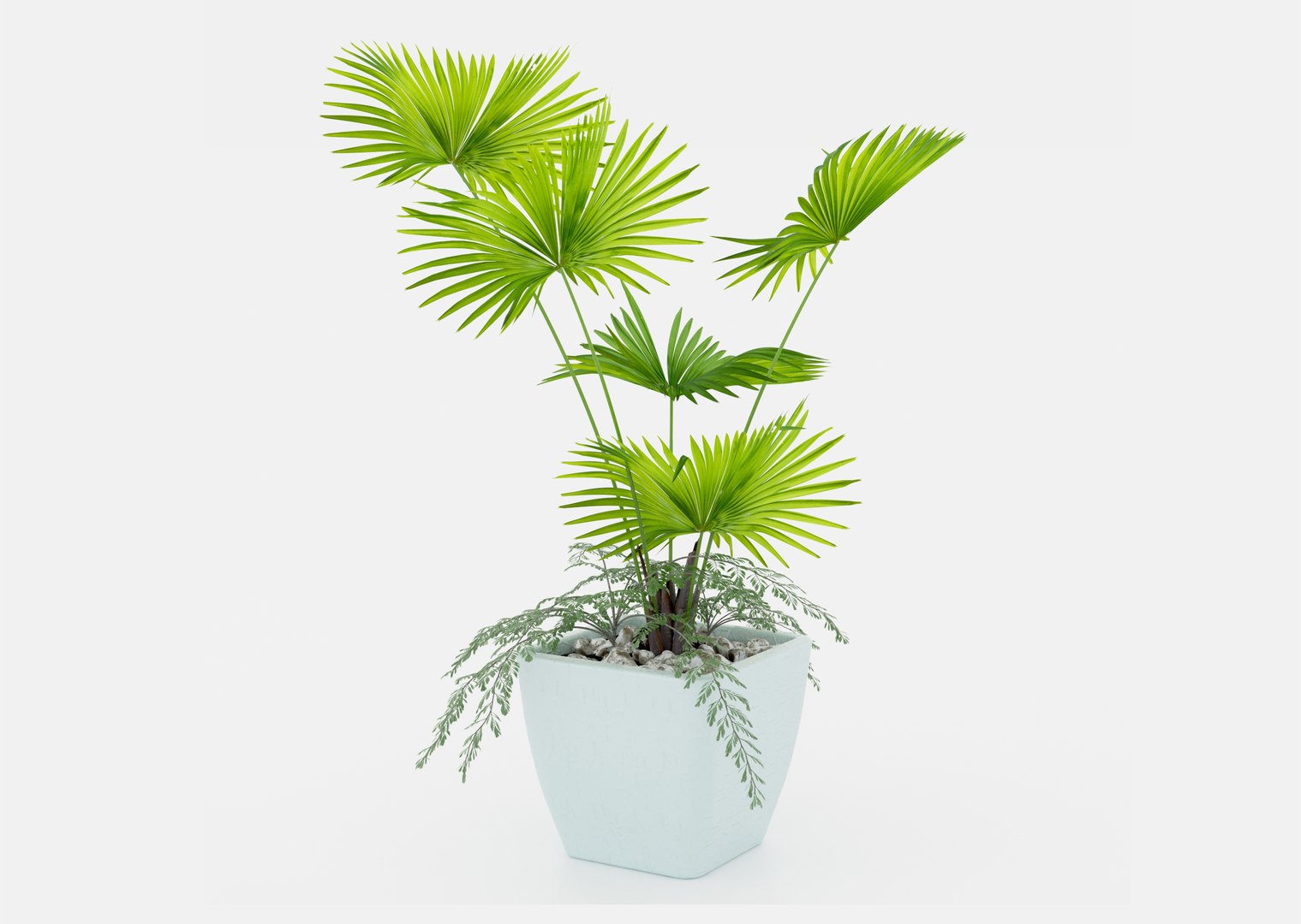 Indoor palm plant 3D https://p.turbosquid.com/ts-thumb/w1/RErjHV/AJ/03/jpg/1619528084/1920x1080/fit_q87/b28f95861a8c4c36147a1eff28a32c755c7d9839/03.jpg