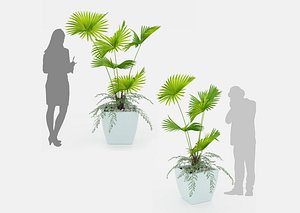 Indoor palm plant 3D